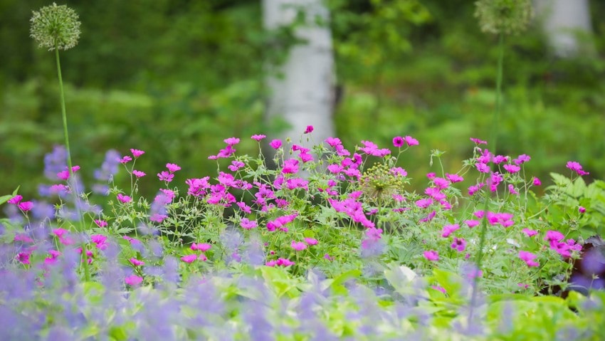 Daisetsu Mori-no Garden｜FRATELLO DI MIKUNI フラテッロ・ディ